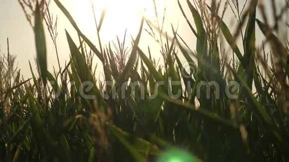 在温暖的阳光下在绿色的田野上碾碎玉米农业概念农业企业玉米地视频的预览图
