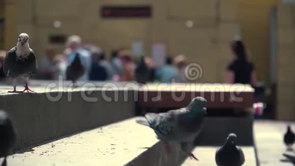 鸽子在人们行走的背景下在石阶上奔跑视频的预览图
