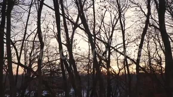随着夕阳在冬天透过树木慢慢移动视频的预览图