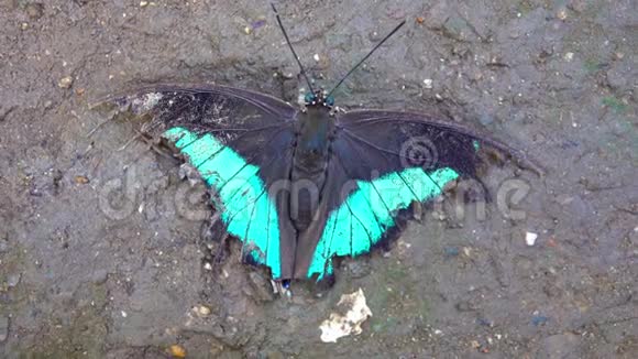 蝴蝶银翼在地上死去视频的预览图