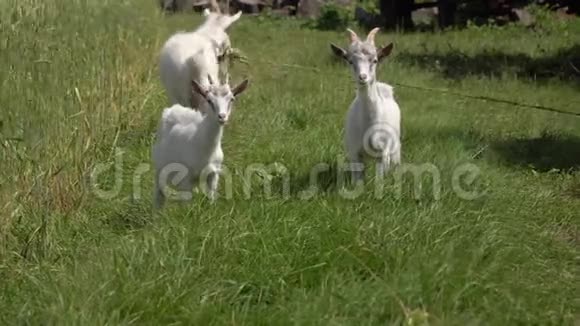 山羊在草地上吃草视频的预览图