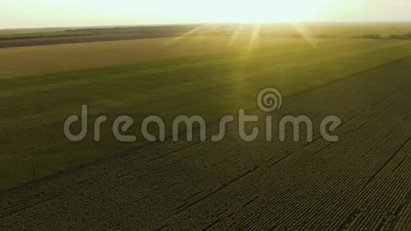以夏阳为背景的玉米田空中景观视频的预览图