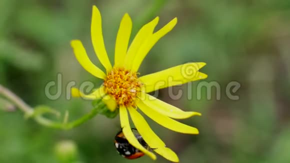 瓢虫在野地的黄花上奔跑视频的预览图