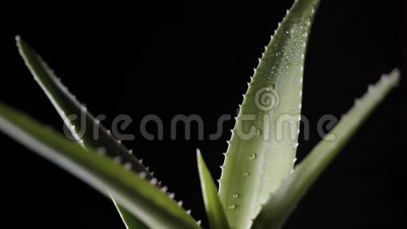 黑色背景下的芦荟植物视频的预览图