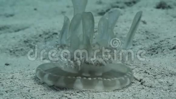 坐在沙质海床上的上下水母向上向下的水母仙后座和仙女座特写镜头水下镜头视频的预览图