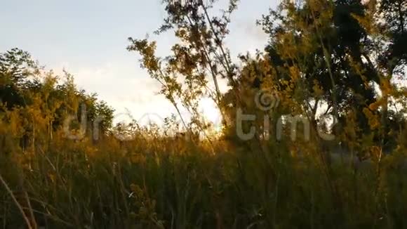 路旁美丽的夕阳明亮的太阳光线田野上长满了绿草照相机在动视频的预览图