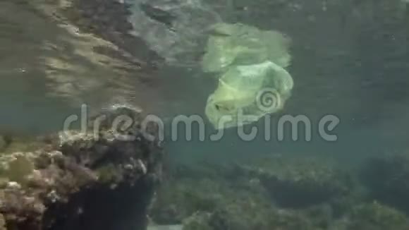塑料污染沿海地区黄色塑料袋在美丽的礁石上丢弃的塑料袋表面有藻类视频的预览图