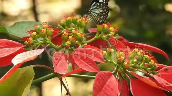 在秋天迁徙的帝王蝶会以运动鞋为生视频的预览图