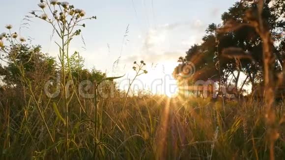 主观相机沿着草地移动明亮的阳光自然风景如画慢动作视频的预览图