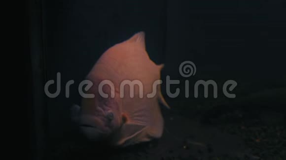 特写镜头黑水水族馆的水面上有一条鱼呼吸着空气视频的预览图