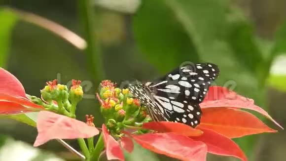 在秋天迁徙的帝王蝶会以运动鞋为生视频的预览图