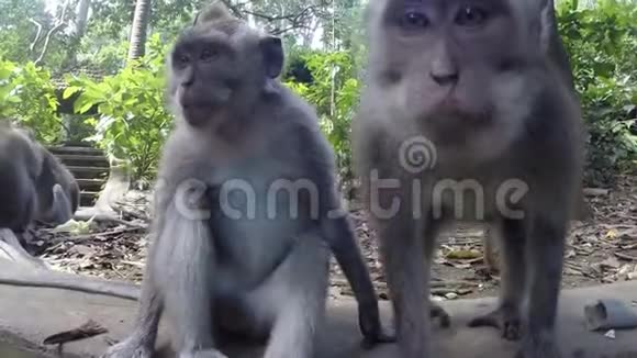 猴子看着相机视频的预览图