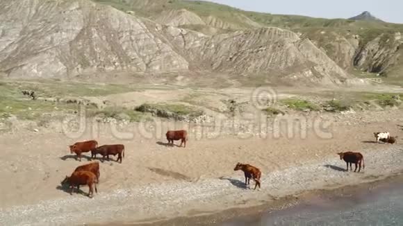 沿海岸线的无人机鸟瞰牛群栖息在沙滩上砂上覆盖蹄标牛站在水边视频的预览图