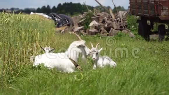 山羊在草地上吃草视频的预览图