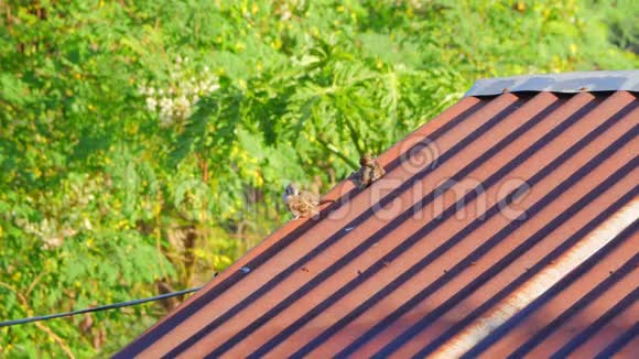 欧亚树麻雀在生锈的屋顶上竖起羽毛视频的预览图