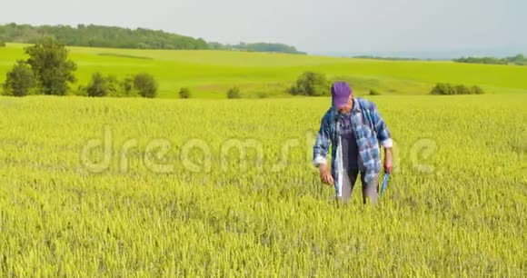 男性农民一边分析小麦一边报告视频的预览图