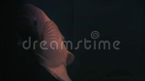 黑暗水族馆中的鱼类鱼视频的预览图