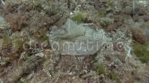 塑料污染旧塑料袋躺在海底覆盖着藻类顶部景观海底塑料垃圾视频的预览图