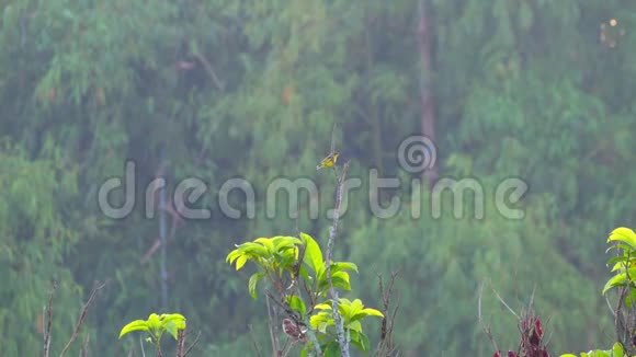 橄榄背太阳鸟栖息在树顶上视频的预览图