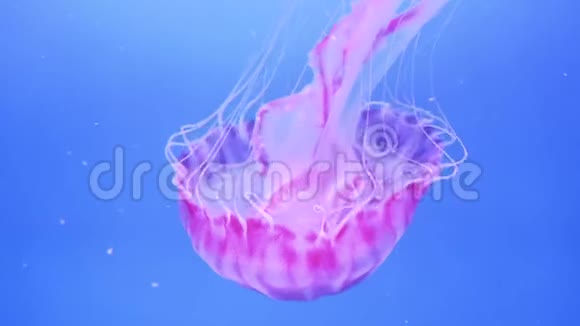蓝色背景的荧光粉色水母视频的预览图