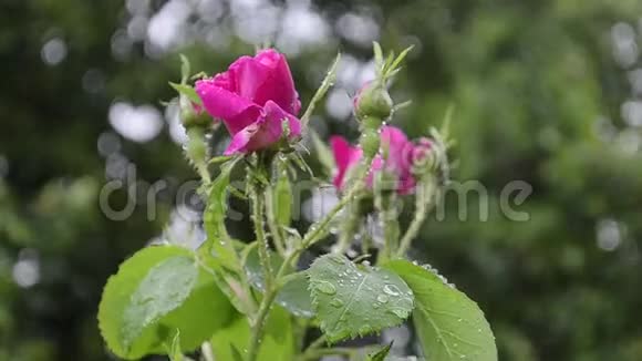美丽的粉红色花苞在雨滴中随风飘拂在柏科背景上视频的预览图