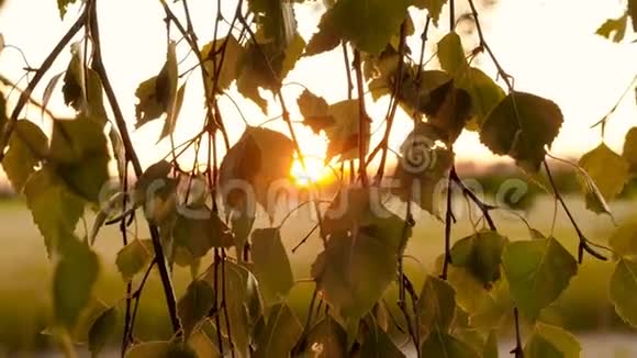 阳光透过树木的叶子美丽的日落田野里风景如画的地方田野里的桦树视频的预览图