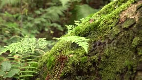苔藓覆盖的倾斜树干和蕨类植物在一片未触及的森林里视频的预览图