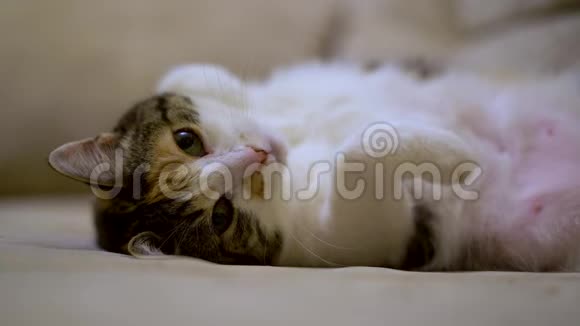 嘴上有红色斑点的可爱白猫躺在沙发上睡着了视频的预览图