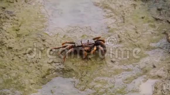 雌性招潮蟹在海滩泥滩上吃沙食蟹行为热带甲壳类视频的预览图