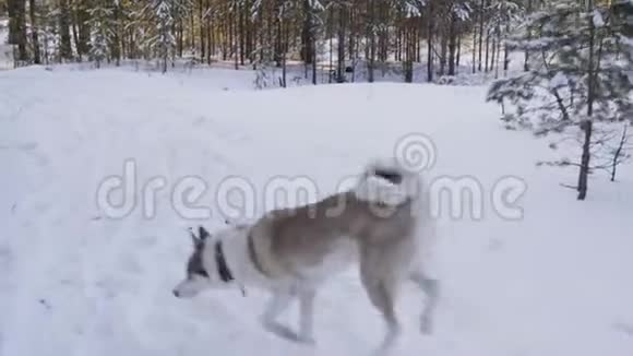 嬉戏的狗在雪林中奔跑在冬天散步白色和灰色的狗在林地的雪道上嗅到气味视频的预览图