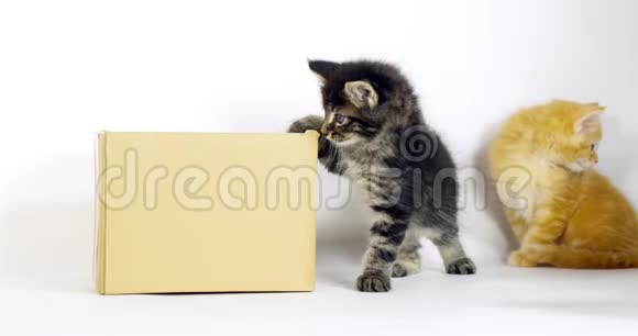 BrownBlockTabby和CreamBlockTabbyMaineCoon家用猫Kitten在白色背景下玩盒子诺曼视频的预览图