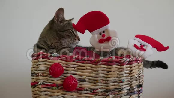 范妮困猫在一个装有圣诞老人玩具的圣诞盒子里主人试图让猫对玩具感兴趣视频的预览图