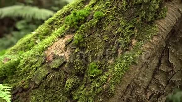 一棵长满青苔的老树的树干视频的预览图