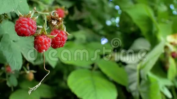 花园里有红色成熟多汁的覆盆子一种大而甜的覆盆子浆果覆盆子的产量对人们来说是一种很好的浆果4k4千伏视频的预览图