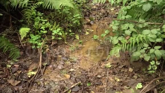 在茂盛的蕨类植物灌丛和草地上干净的小溪在野外的夏日森林里视频的预览图