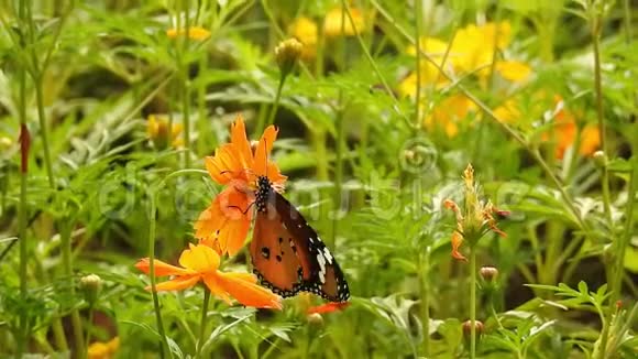 秋天迁徙的帝王蝶在雪绒花上觅食视频的预览图