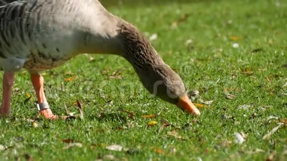 有趣的鹅啄或在草坪上吃草视频的预览图