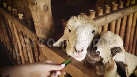 男人在农场里喂羊羔视频的预览图