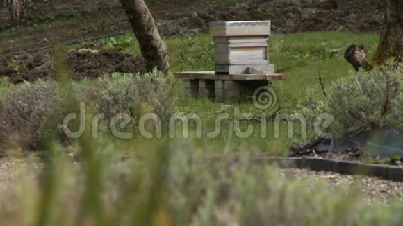 小路旁花园里的一座蜜蜂屋视频的预览图