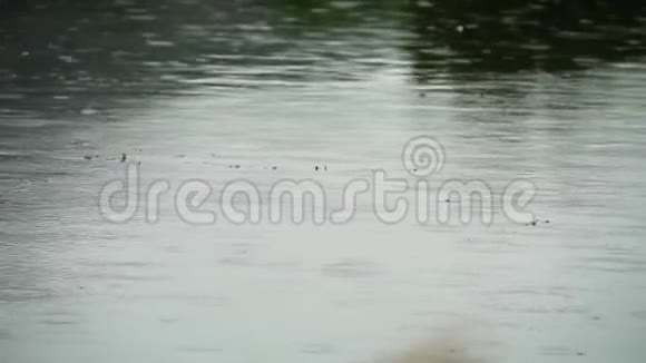 鸟儿在雨中飞过湖面视频的预览图
