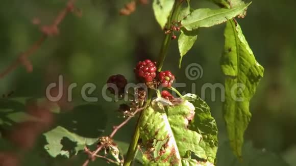一只蚊子栖息在树莓叶子上视频的预览图
