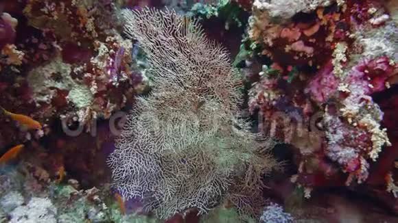 红海鞭打埃利斯拉埃及水下觅食视频的预览图