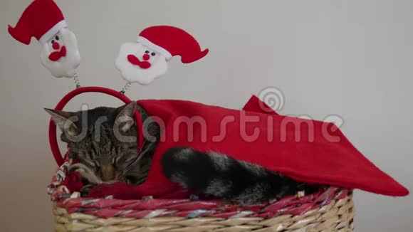 劳累的汤姆猫在圣诞节和新年假期睡在篮子里一只猫被塞进一条带圣诞老人的红色毯子里视频的预览图