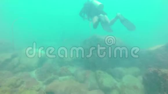 珊瑚礁中的石斑鱼视频的预览图
