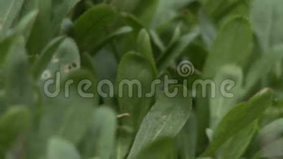 在绿色的小草本植物之间聚焦视频的预览图