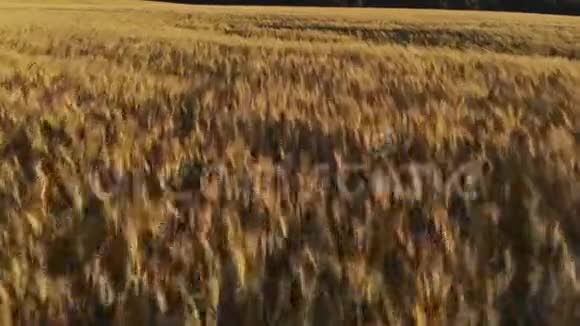 日落时分在成熟的金色麦田上空飞行快速飞行向前和向上视频的预览图