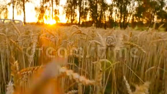 在黄麦的田野上日落有庄稼的美丽田野摄像机向前移动慢动作视频的预览图