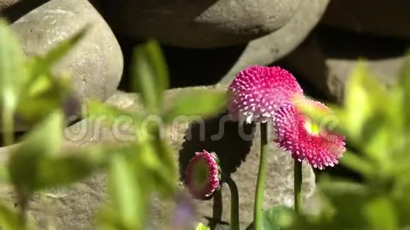 粉红色的花由光滑的石头发芽视频的预览图