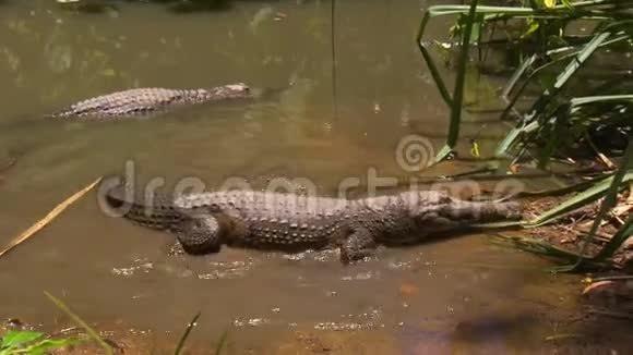三只约翰斯顿鳄鱼在一个浅池塘里视频的预览图