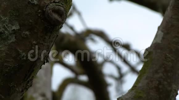 在一棵小树的枝干之间视频的预览图